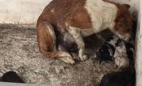 母狗视频,捕捉生命中的温馨瞬间