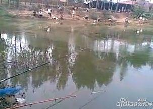 昆明黑坑钓鱼爆料视频,高手对决，精彩瞬间不容错过